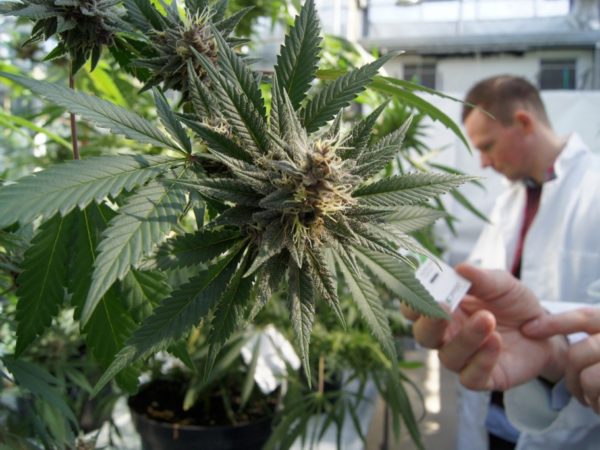 cannabis terapeutica